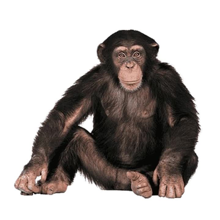 ESTO ES LO QUE TU ERES PABLO CHANGO MUERTO DE HAMBRE NO HUBIERAS EXISTIDO DAS ASCO