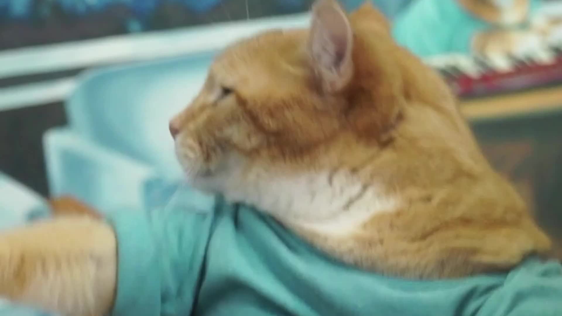 Keyboard Cat 3.0 (2019) - Featuring Skinny the cat!