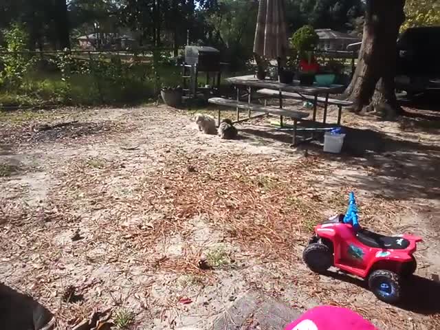 Mario Goes To The Front Yard! (2025 Not 2008)