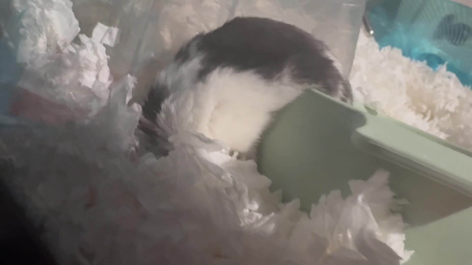 Is it normal for the hamster to sleep like this?