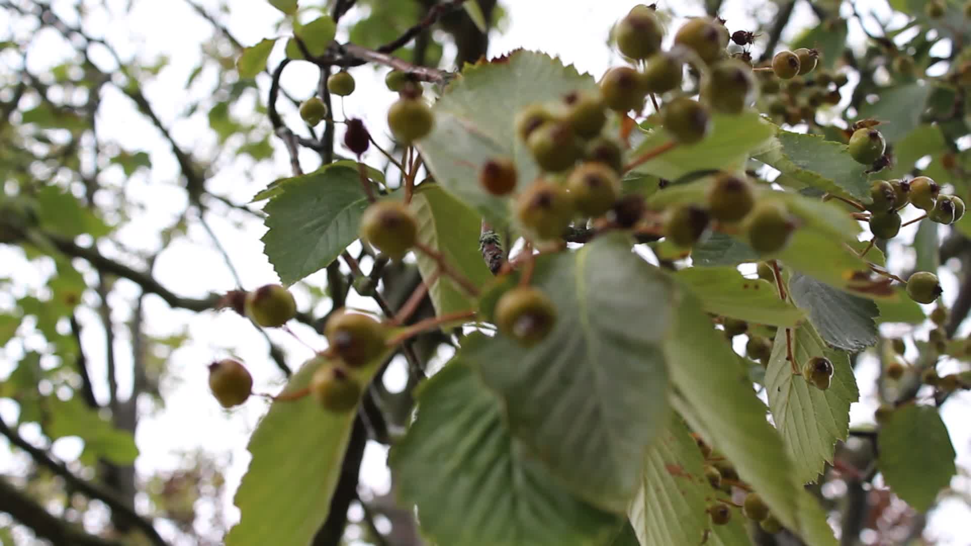 Berries in the trees!