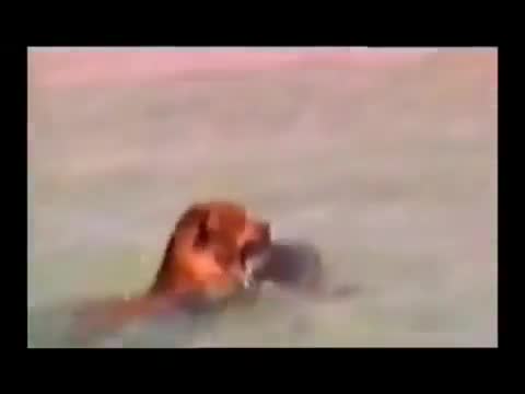 Dog Attack Shark