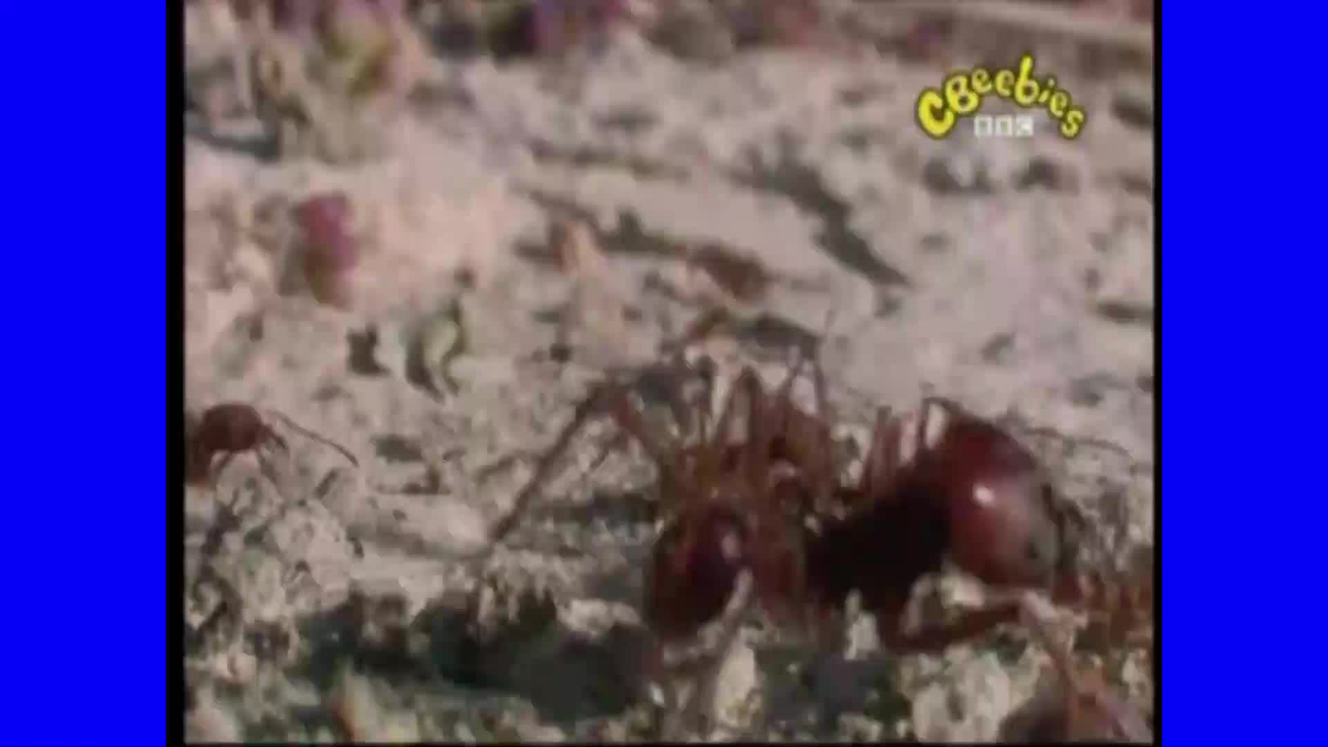 Las Increíbles Aventuras de Andy | Hormigas Podadoras / Episodio Completo (Español Latino)