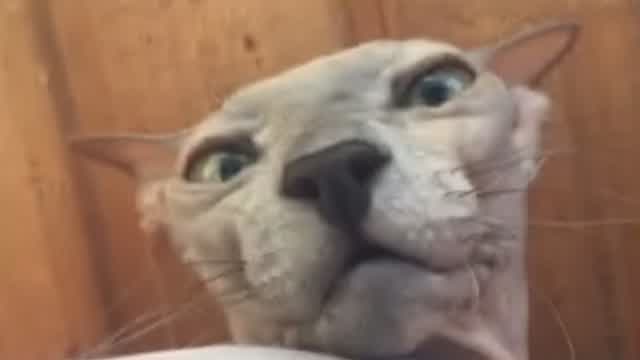 DZIDZIOFILM - MARSIK (без цензури)