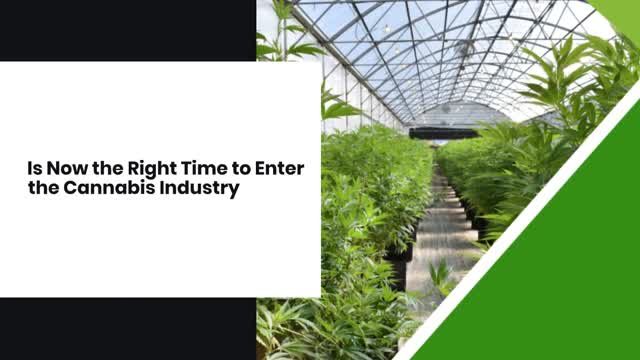 Is Now the Right Time to Enter the Cannabis Industry