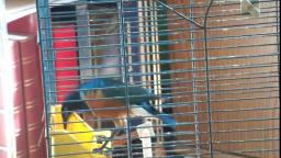 My Superb Starling don't find the Door 🐦