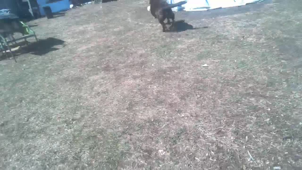 Bear Gets Chased