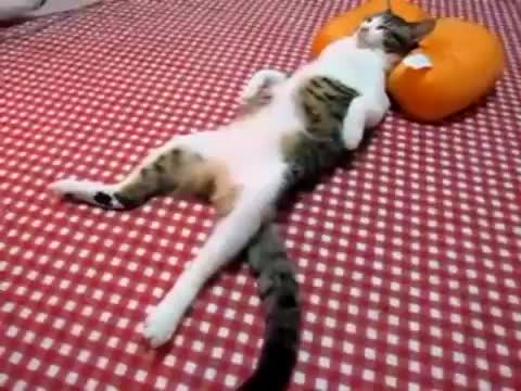 lazy ass cat