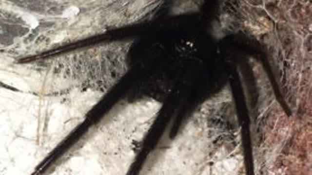 tutorial on how 2 make multiple selfs (kdenlive)