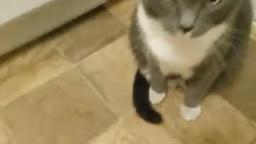 Cat reacts to Pickle.