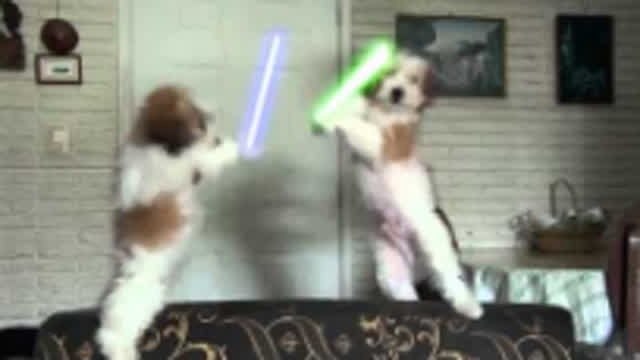 Jedi dogs