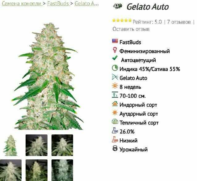 Gelato Auto - обзор сорта марихуаны