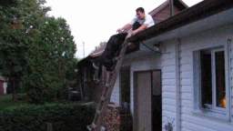 incredible dog climbs ladder