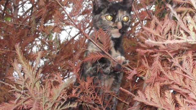 MY CAT IN THE TREE