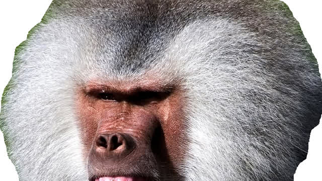 black people IQ karma
