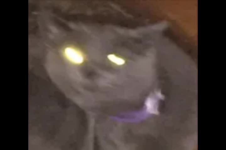 pfp and a song i am looking for the origin of