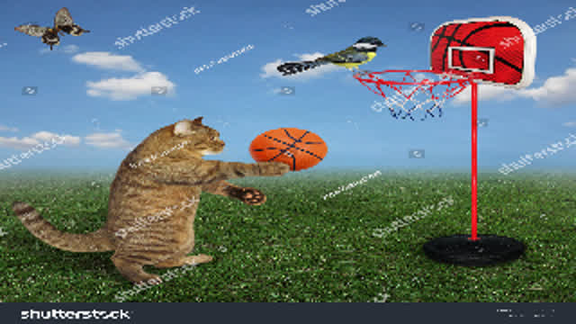 My video about basketball cats!