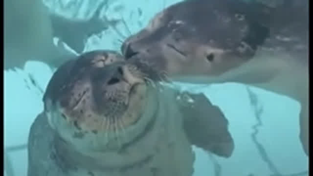 seal giving another seal a kiss