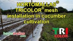 HORTOMALLAS® TRICOLOR® mesh installation in cucumber cultivation.