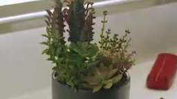 Order Online Succulent Plant in Singapore - The Green Corner