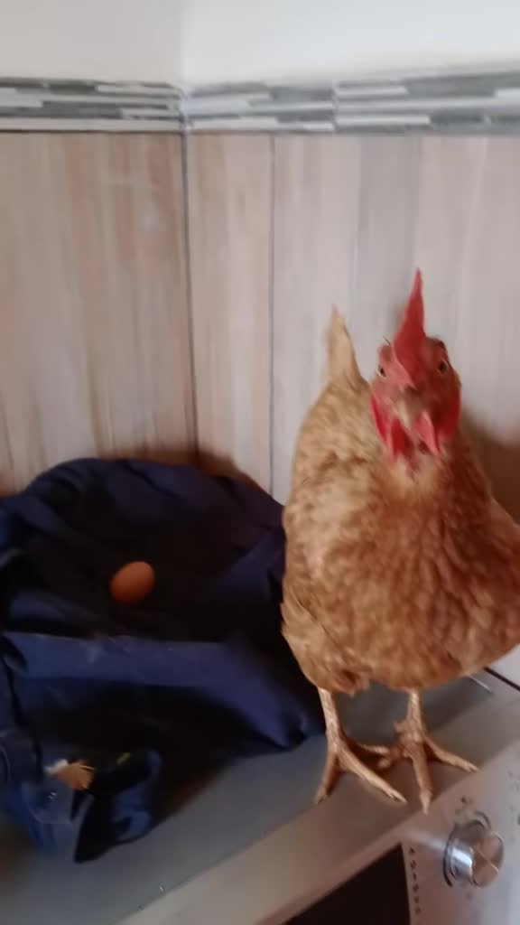 Random chicken in the kitchen leaves an egg