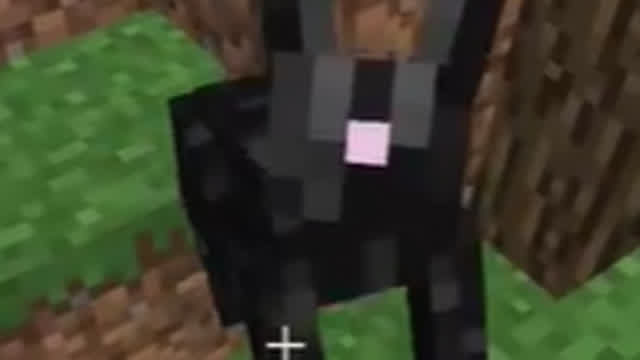 bunny
