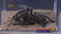 Japanese Bug Fights: Rose Hair Tarantula vs. Whip Spider (S01E26)