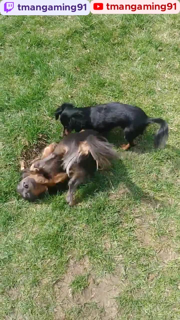 Jude And Iris Rolling In The Grass