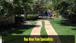 Arborists San Jose CA - Bay Area Tree Specialists (408) 836-9147