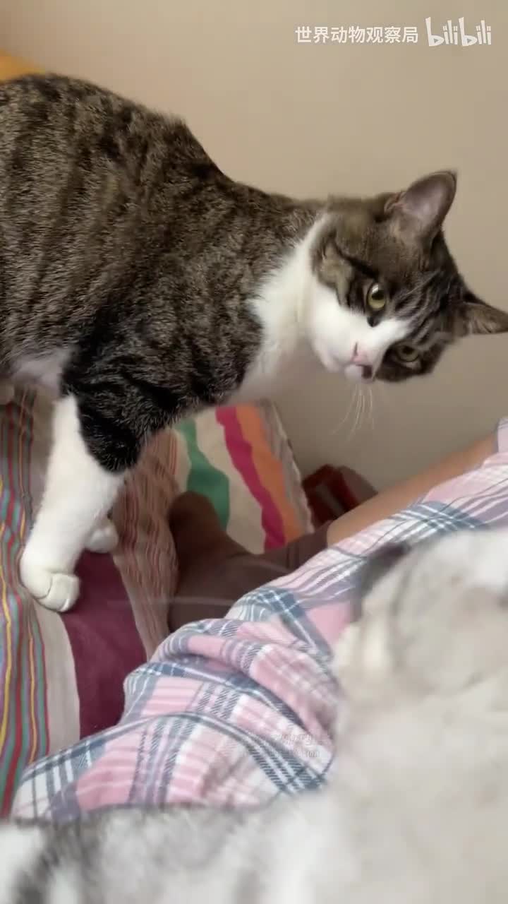 funny pets5