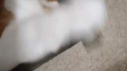 Video of my cat playing with a cord