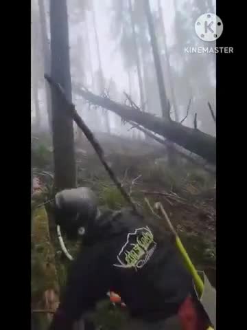 Bonk