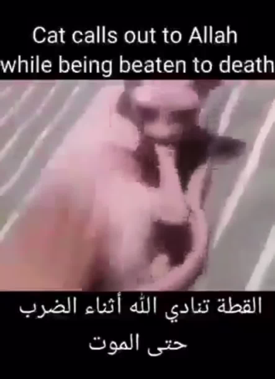 Muslim cat gets beaten profusely by Harold