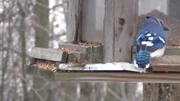 Blue Jays at feeding place 🐦