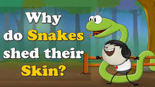Why do Snakes shed their Skin?