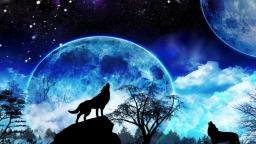 The Beauty, Majesty, and Nobility of Wolves