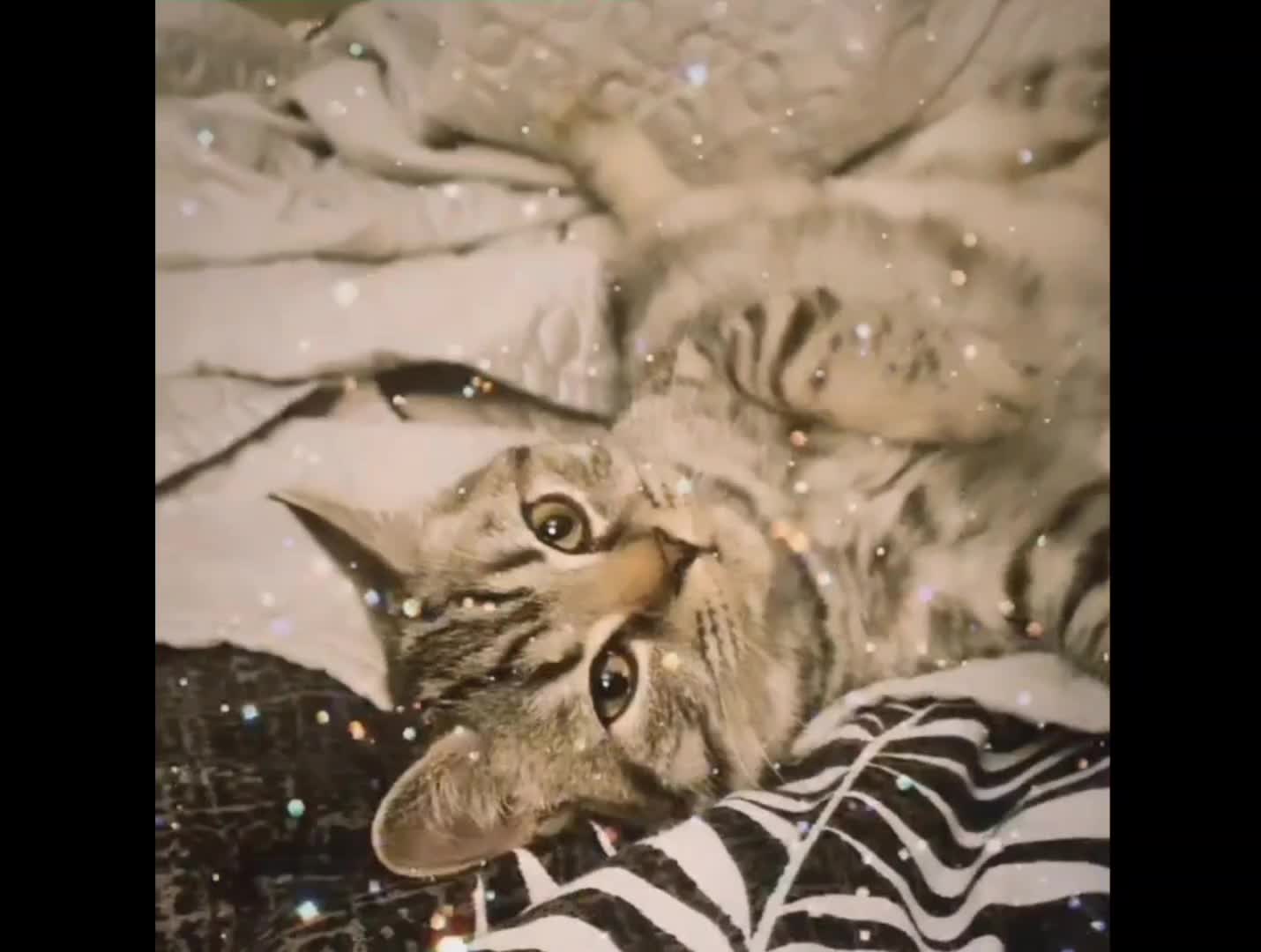 My cats