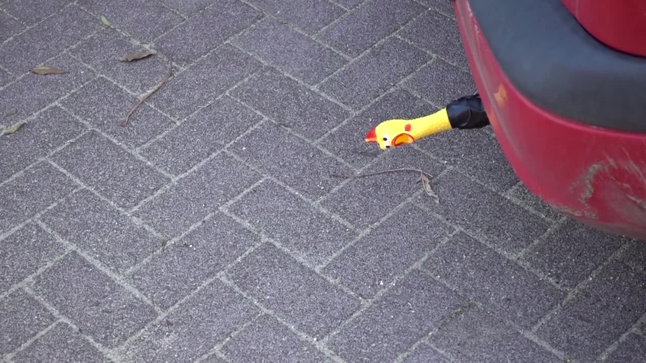Very, very loud Shrillin Chicken in exhaust! Very, very loud Shrillin Chicken in exhaust!
