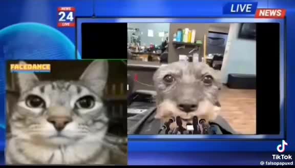 Perro se comunica en nuestro idioma y dice impactantes palabras