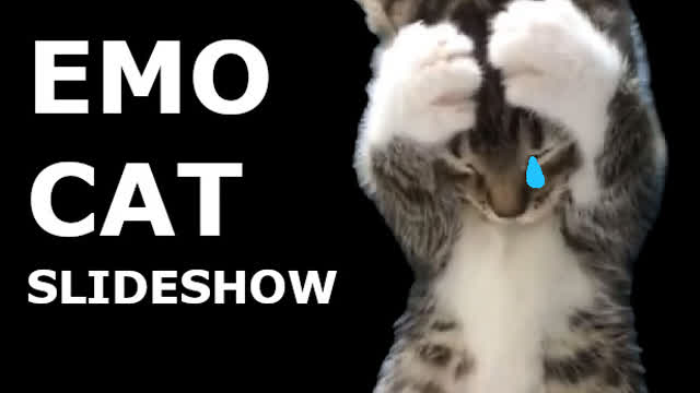 EMO CAT SLIDESHOW