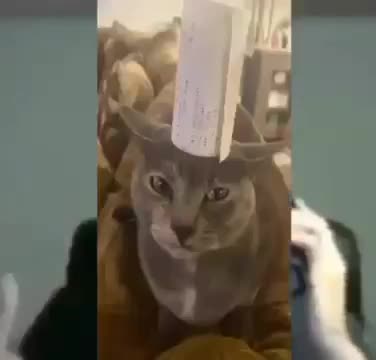 do you hate niggers