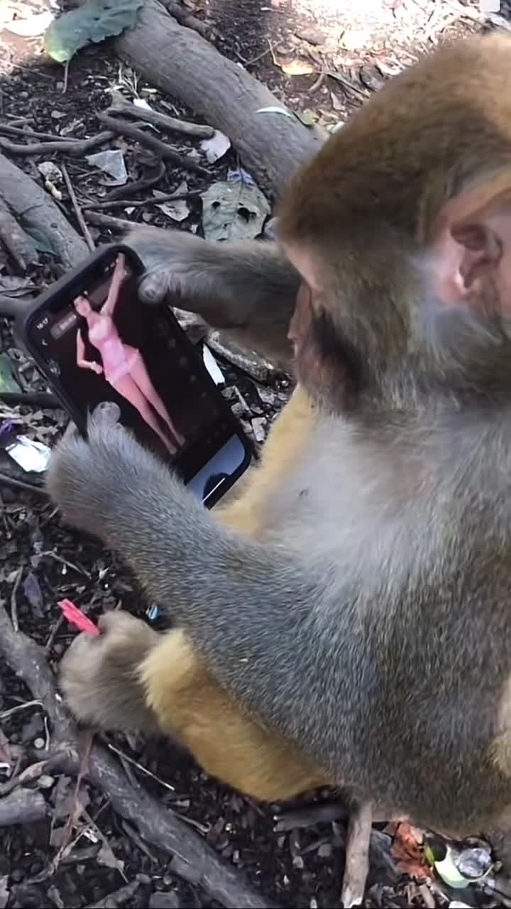 freaky monkey