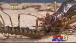 Japanese Bug Fights: House Centipede vs. Sia Ferox (S01E09)