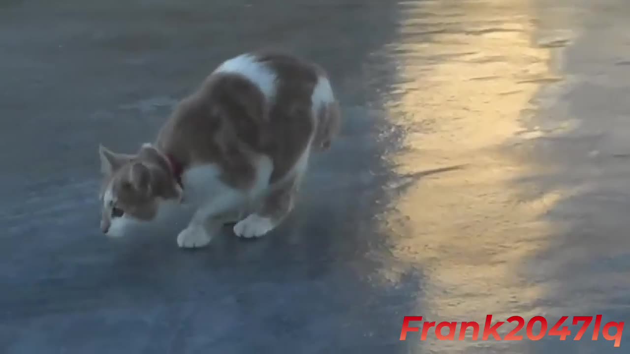 Kenúples captado en el hielo XD | Loquendo