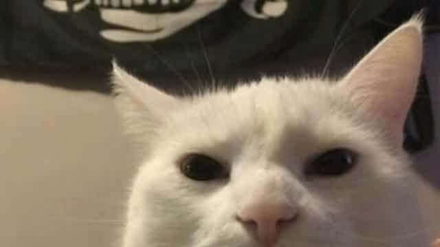 cat.mp4