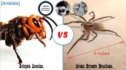 Avispón Asesino VS Araña Errante Brasileña: Parte 1 | By Ing. Chuy.