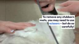 How to groom a cat with mats