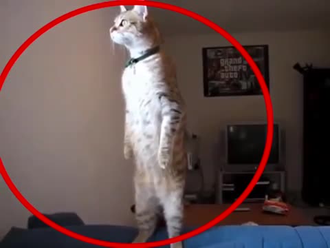 funni video of my cat (REAL)