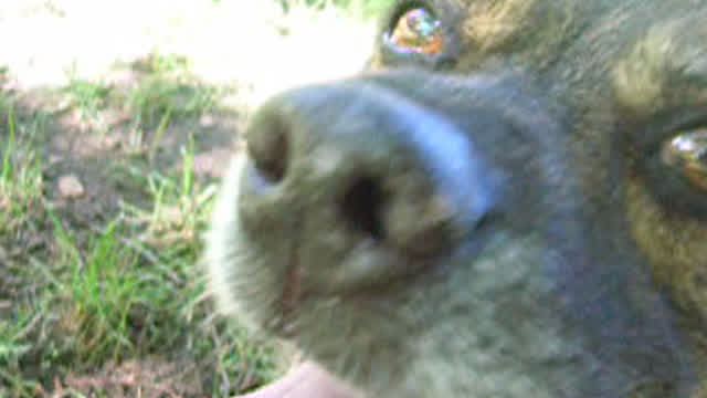 dog