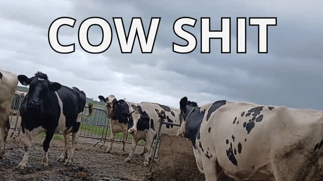 COWS SHITTING (Barn Tour Vlog)